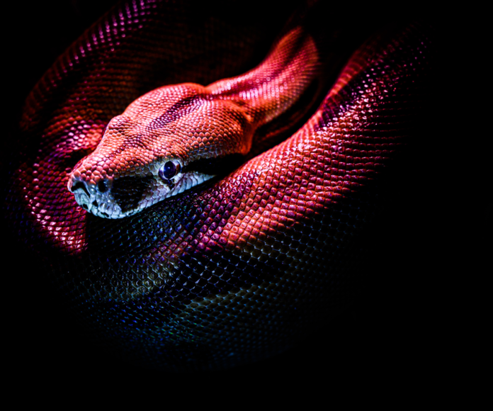 8 najbardziej jadowitych węży