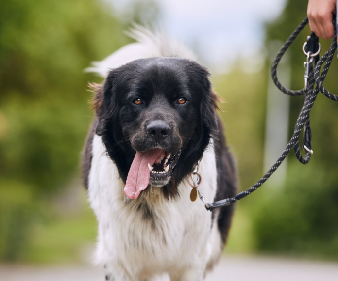 Pies na smyczy